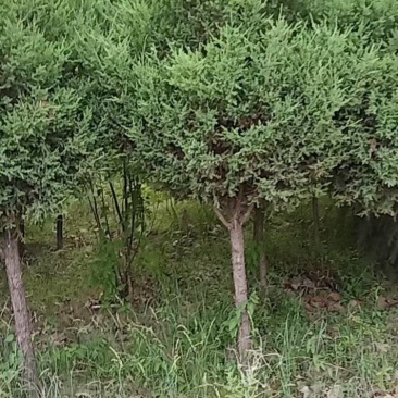 独干河南块