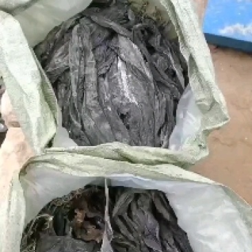 福建无沙干海带