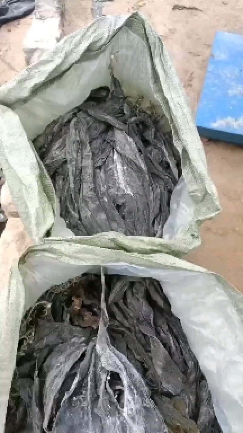 福建无沙干海带