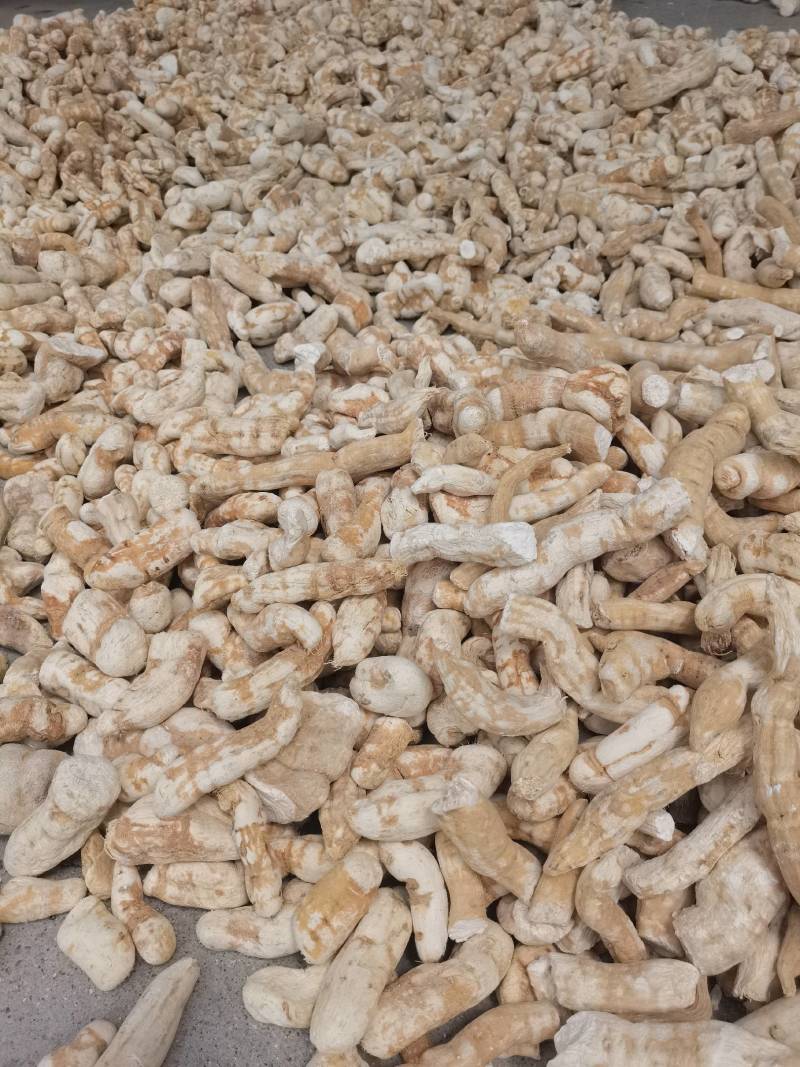 天花粉产地发货，无硫烘干天花粉圆片大货。