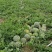 【湖北，宜城美都】（金城5双红壤）西瓜基地，品种齐全，。