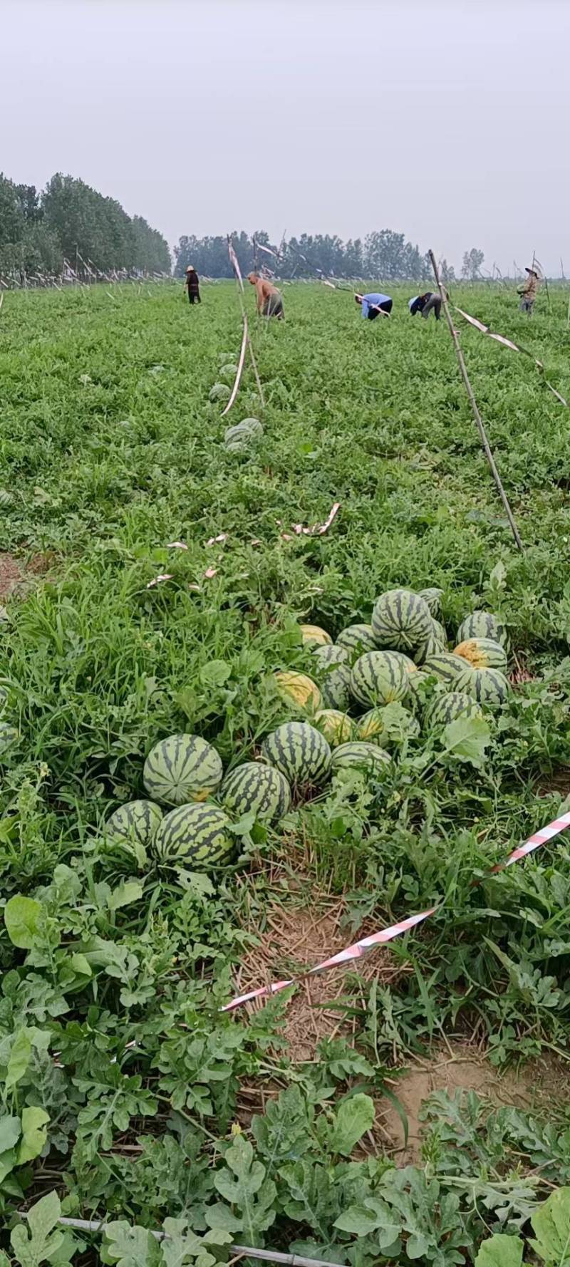 【湖北，宜城美都】（金城5双红壤）西瓜基地，品种齐全，。
