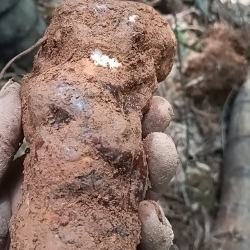 野生白肉土茯苓