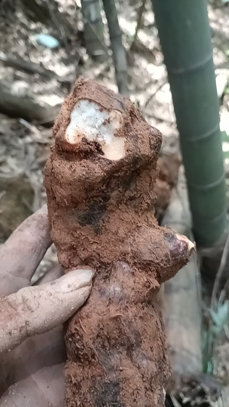 野生白肉土茯苓