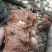 野生白肉土茯苓