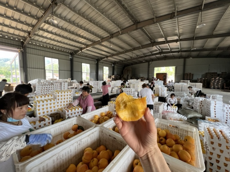 县长代言蒙阴蜜桃线下批发一件代发电商直供