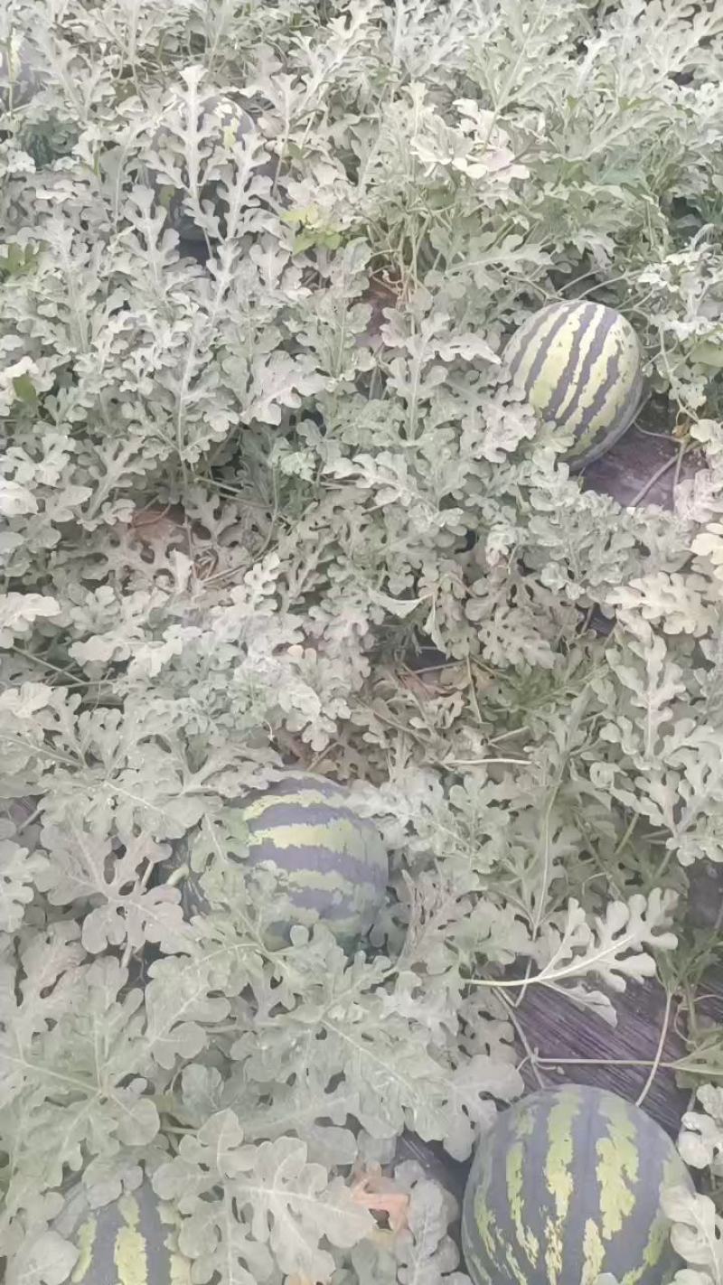 【热卖】甜王西瓜，陕西精品甜王西瓜价格优惠产地直供