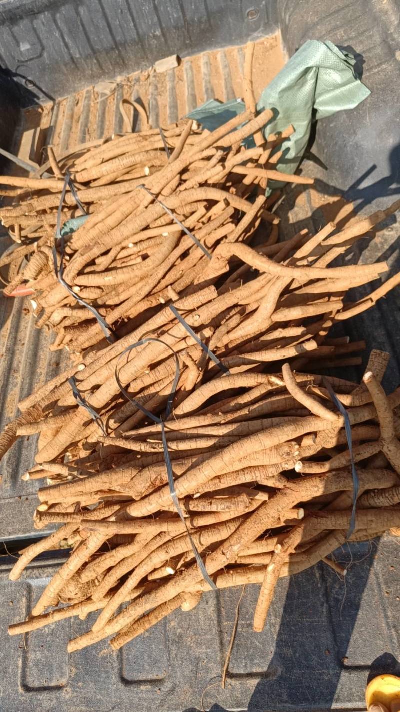 新鲜牛大力，小叶统货，小叶次牛，黄皮，煲汤泡酒口味甘甜