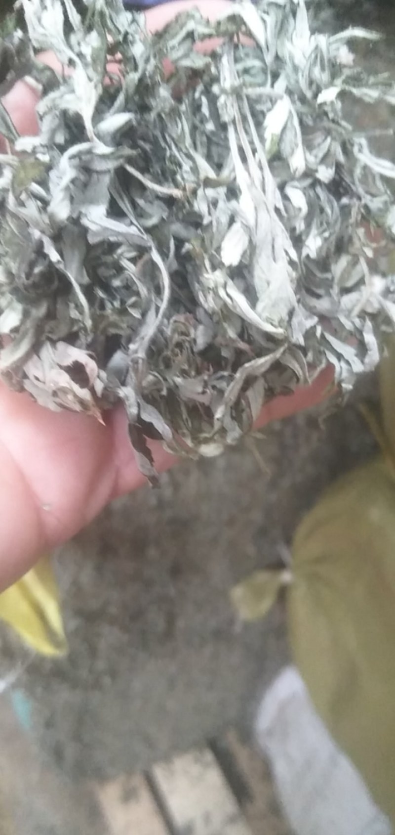 优质野生小艾叶，无杆，无杂。质量保证，价格实惠。