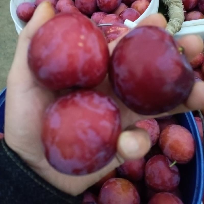 早富贵，风味玫瑰李子，个大，口感酸甜可口，颜色火红