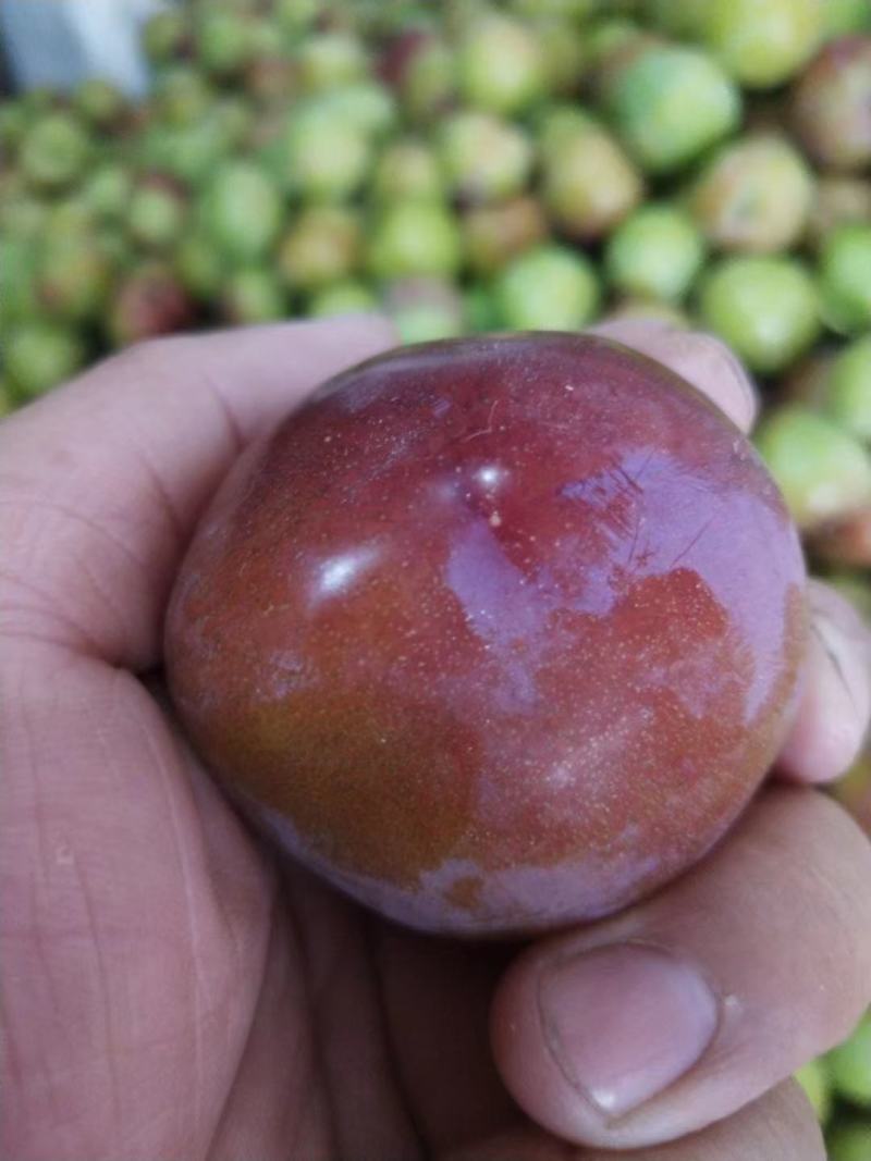 早富贵李子大量上市品质保证一手货源量大从优