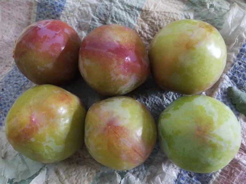 早富贵李子大量上市品质保证一手货源量大从优