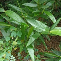 新鲜的粽叶（箬叶），野生的