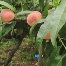 龙泉山水蜜桃