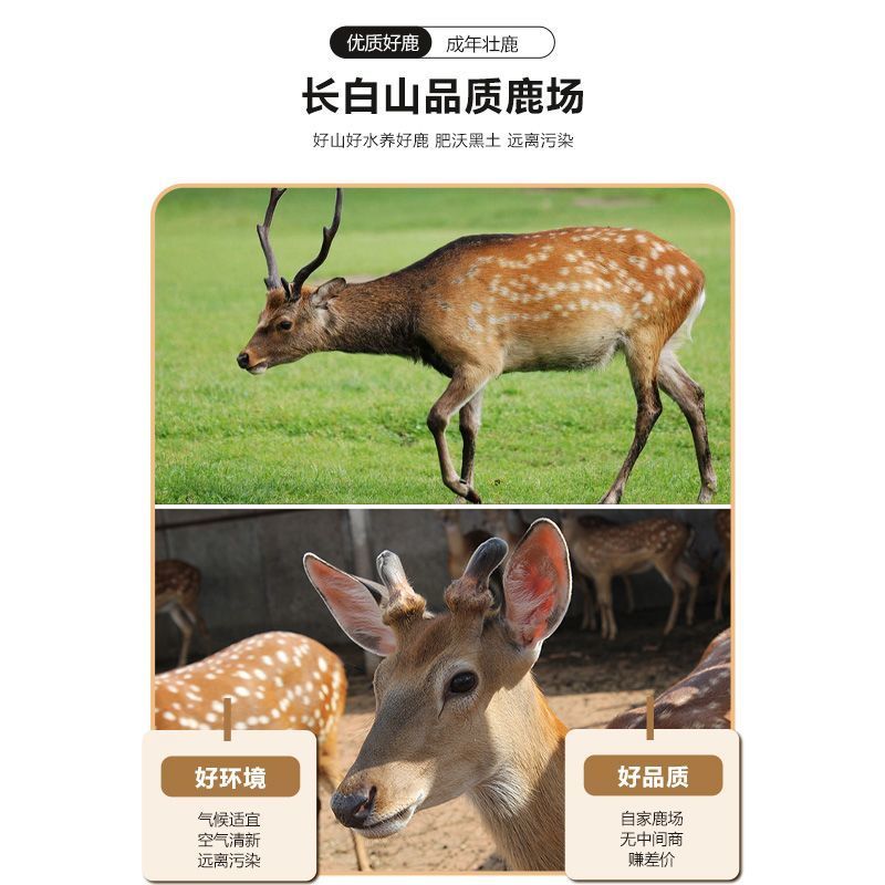 吉林鹿鞭整根带证野生鹿鞭泡酒料男性鹿鞭片正品海狗鞭滋补鹿