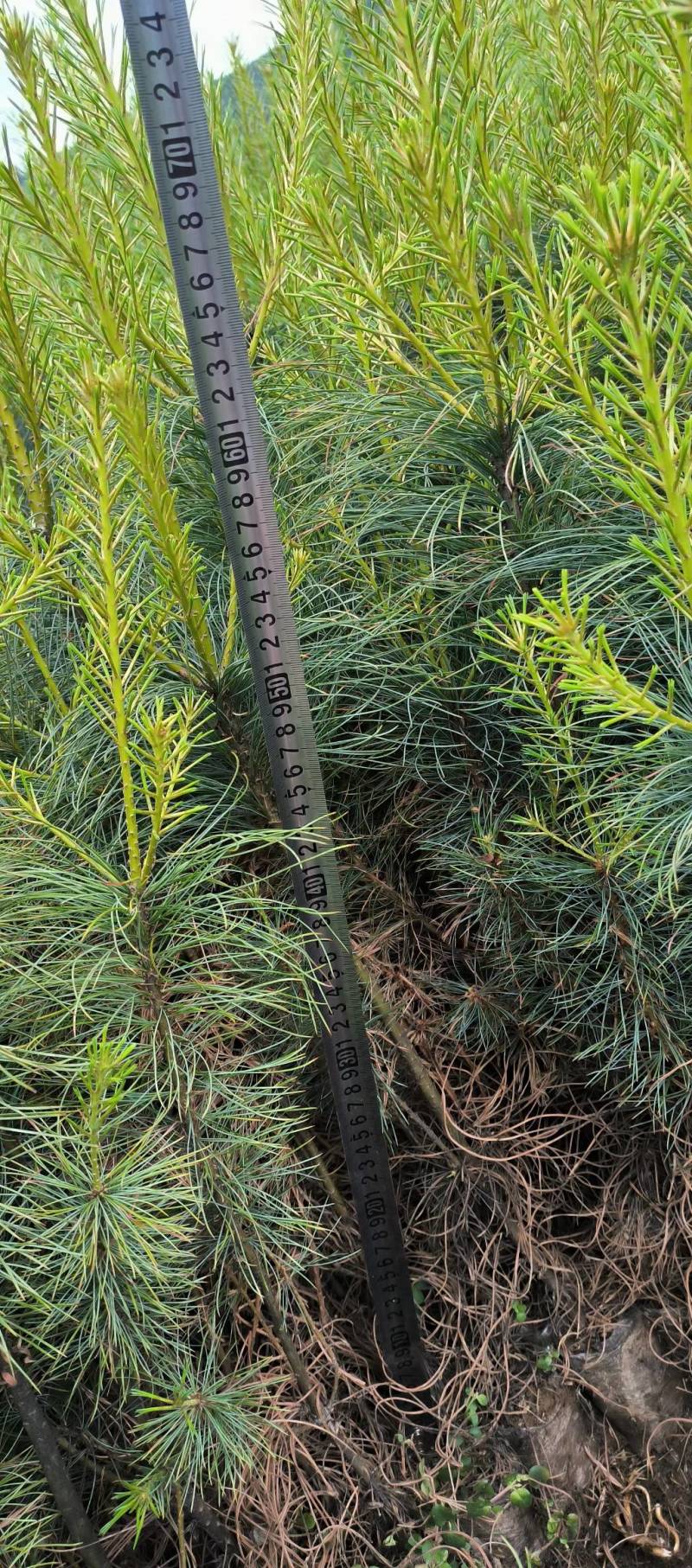 华山松营养袋苗出售，量大从优！