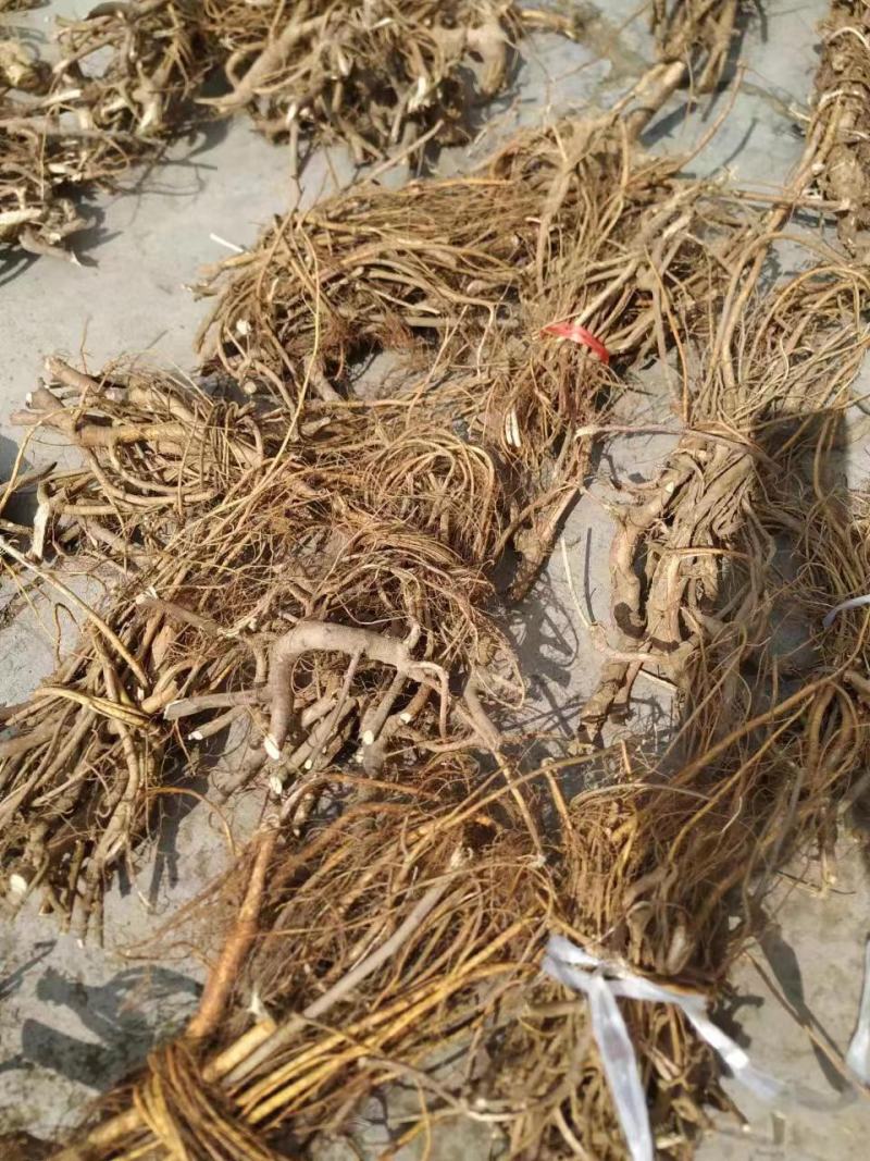 【推荐】广西山区野生五指毛桃（生鲜通货加工）大量有货