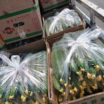 精品黄瓜产地直发电商市场支持各种包装黑条黄瓜