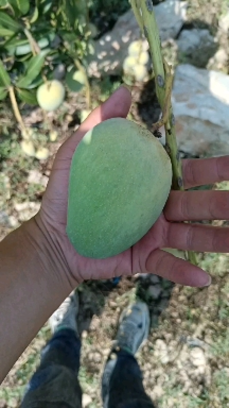 （推荐）台农芒果，小台农，精品芒，电商芒，市场芒