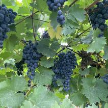 【荐】夏黑葡萄大量供应全国发货量大从优