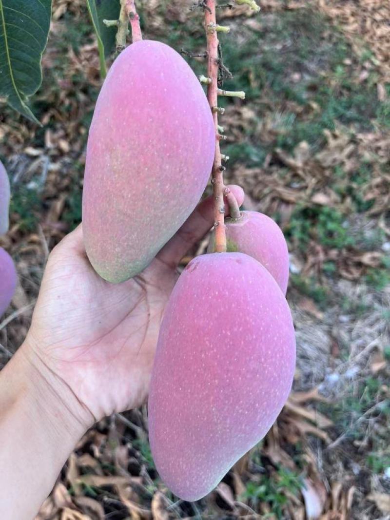 （推荐）贵妃芒果，红金龙，小贵妃，市场果，电商果