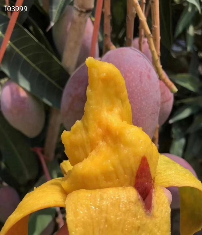 （推荐）贵妃芒果，红金龙，小贵妃，市场果，电商果
