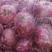 河南开封通许县早熟紫皮洋葱，二红洋葱大量上市可接商超