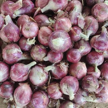 河南开封通许县早熟紫皮洋葱，二红洋葱大量上市可接商超