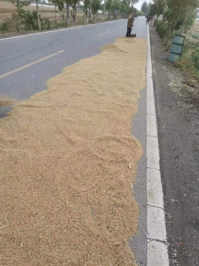 大量供应南阳地区雨后芽麦，6角左右