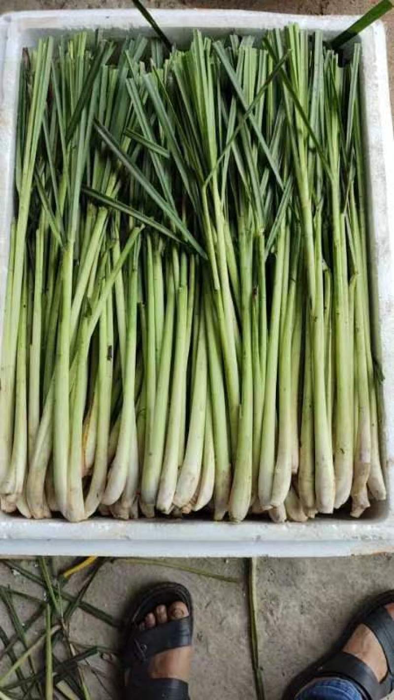 新鲜香茅草：柠檬味道食用香料现摘现卖基地直供欢迎订购