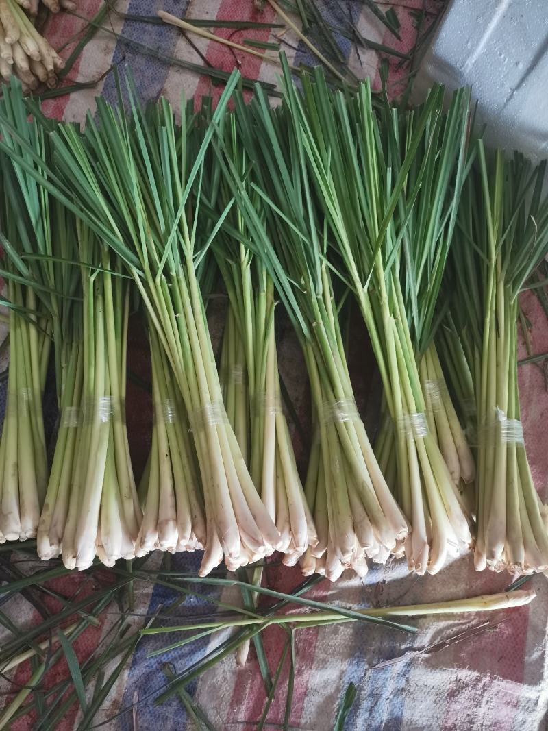 新鲜香茅草：柠檬味道食用香料现摘现卖基地直供欢迎订购