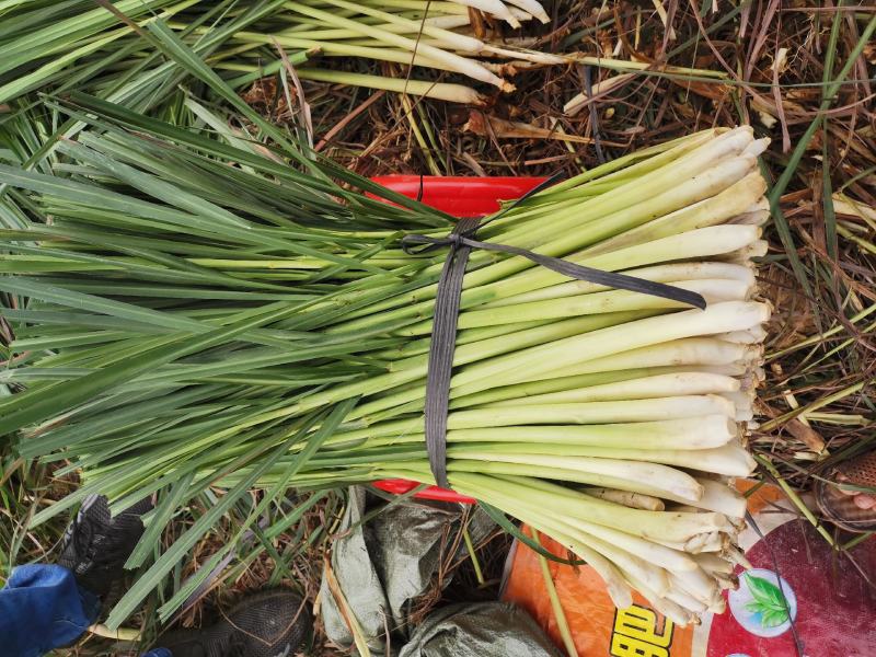 新鲜香茅草：柠檬味道食用香料现摘现卖基地直供欢迎订购