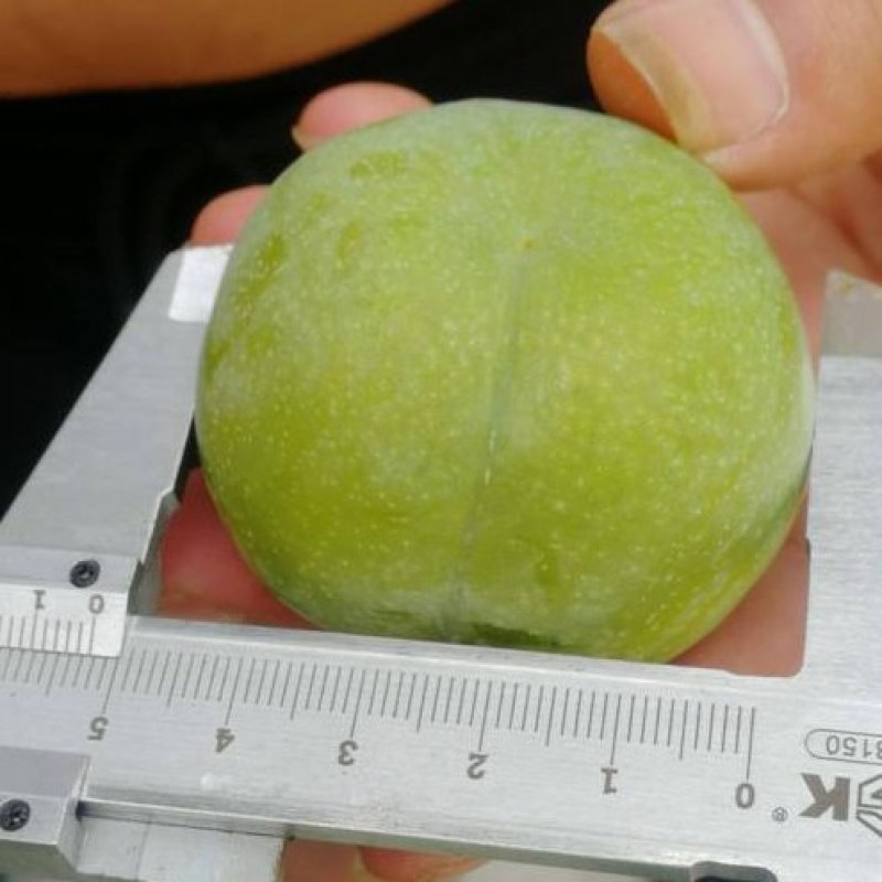 贵州蜂糖李高端礼品水果批发零售