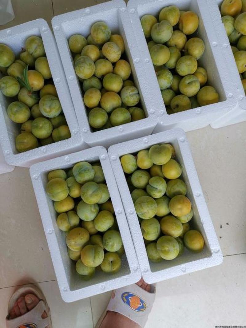 贵州蜂糖李高端礼品水果批发零售