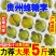 贵州蜂糖李高端礼品水果批发零售