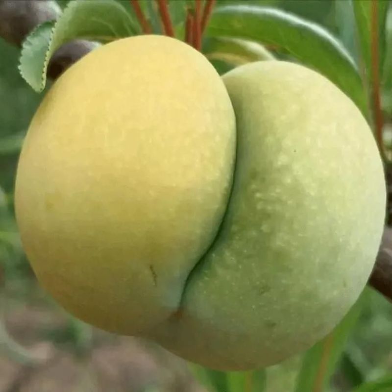 贵州蜂糖李高端礼品水果批发零售