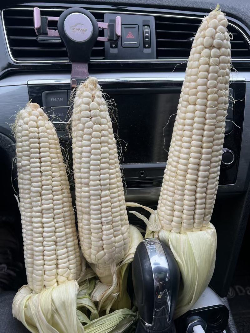 澳甜糯白糯精品