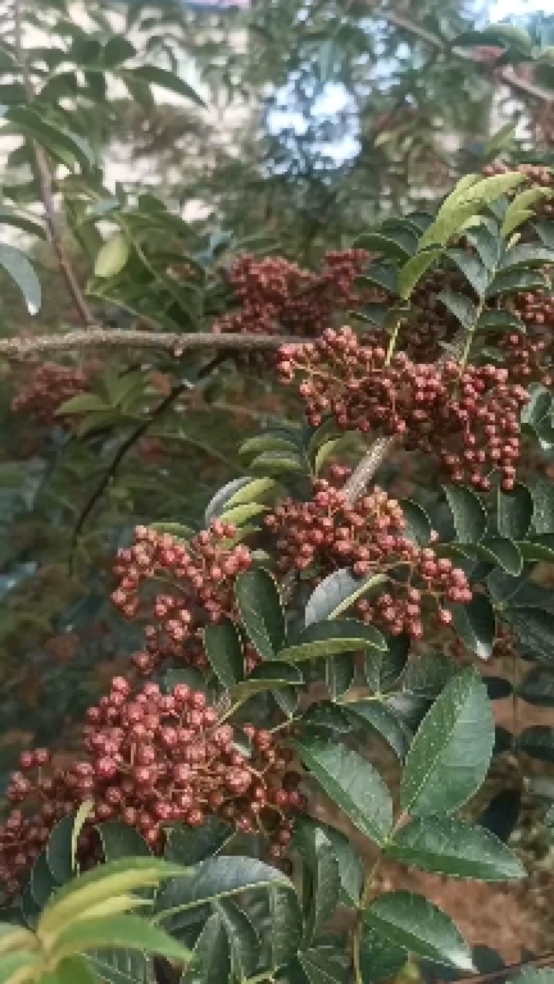 汉源贡椒，颗粒大，颜色鲜红，油脂饱满，麻香味胜过任何产品