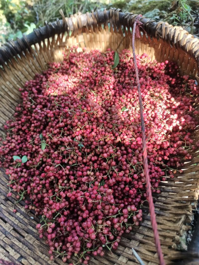汉源贡椒，颗粒大，颜色鲜红，油脂饱满，麻香味胜过任何产品