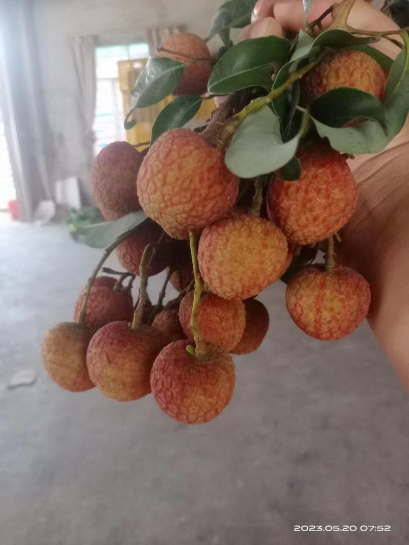 白蜡，黑叶，妃子笑，白糖罂荔枝