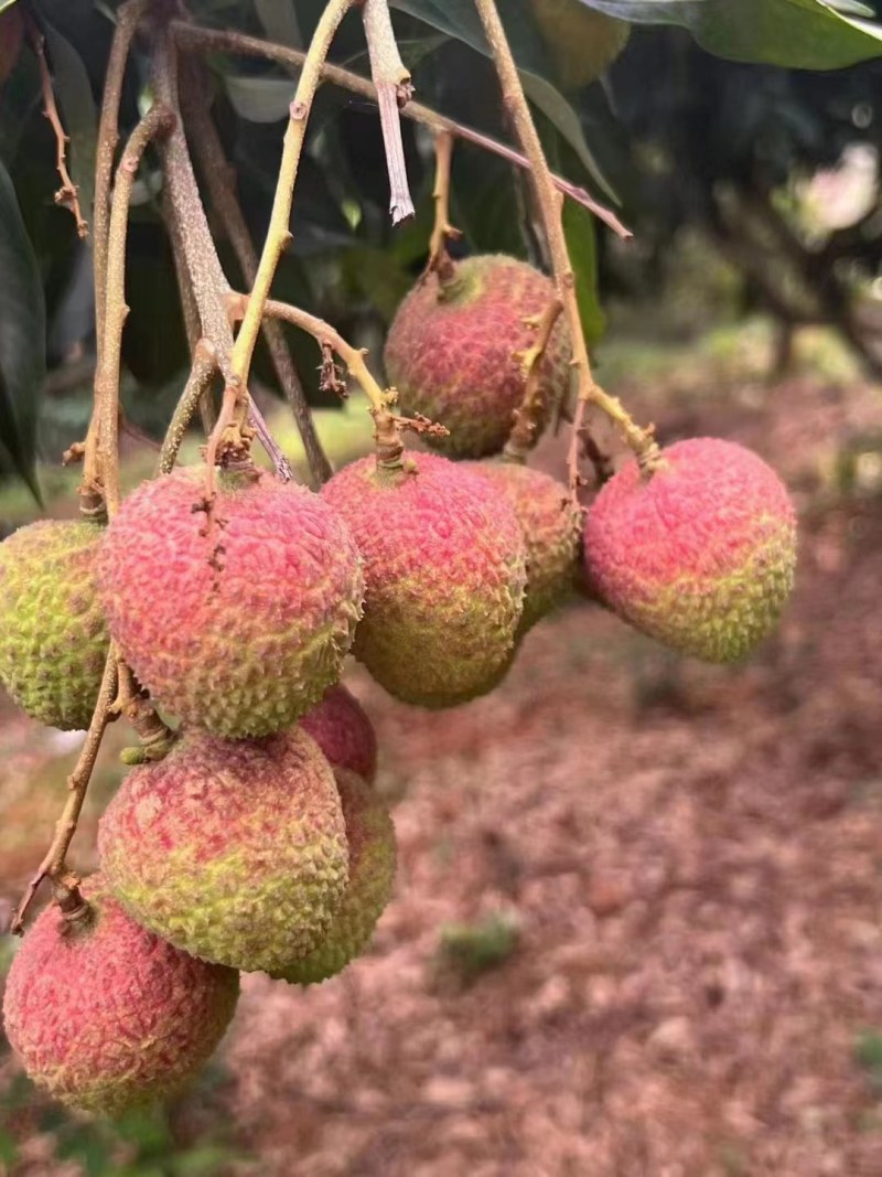 白蜡，黑叶，妃子笑，白糖罂荔枝
