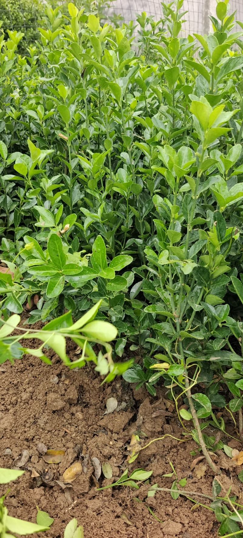 大叶黄杨苗，大叶黄杨床苗。大叶黄杨工程用苗