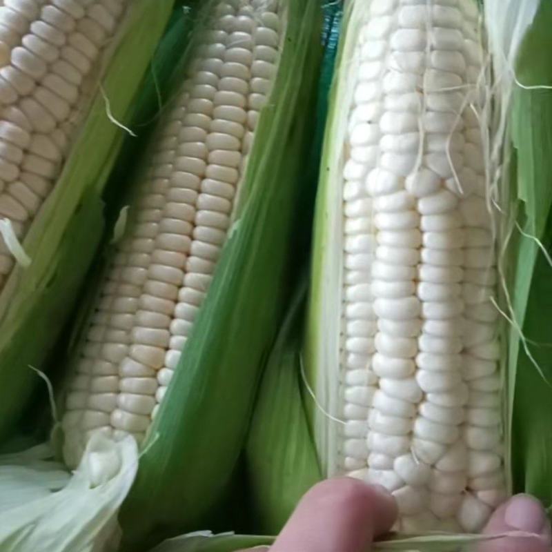 大量供应糯玉米