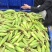 大量供应糯玉米