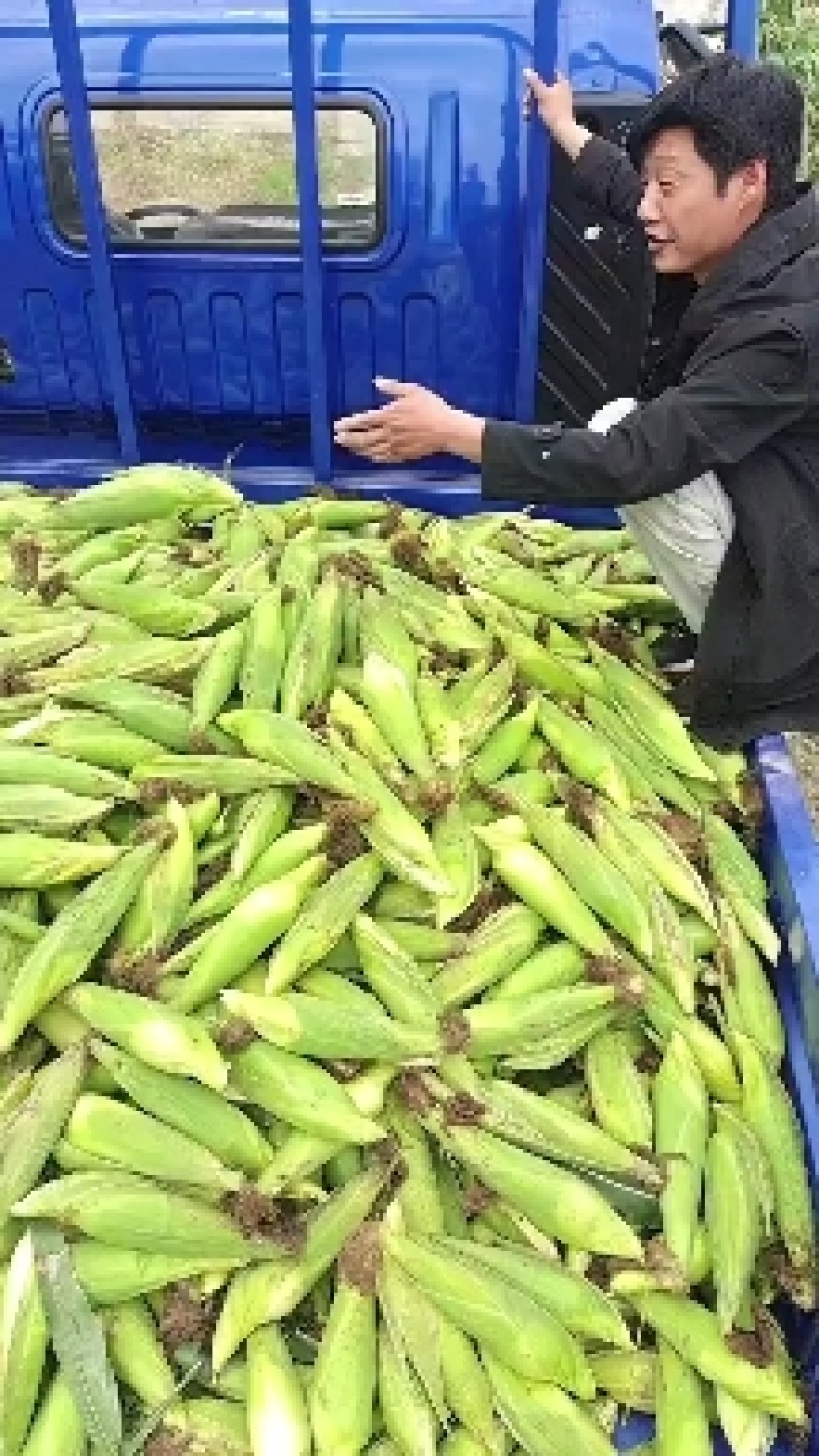大量供应糯玉米