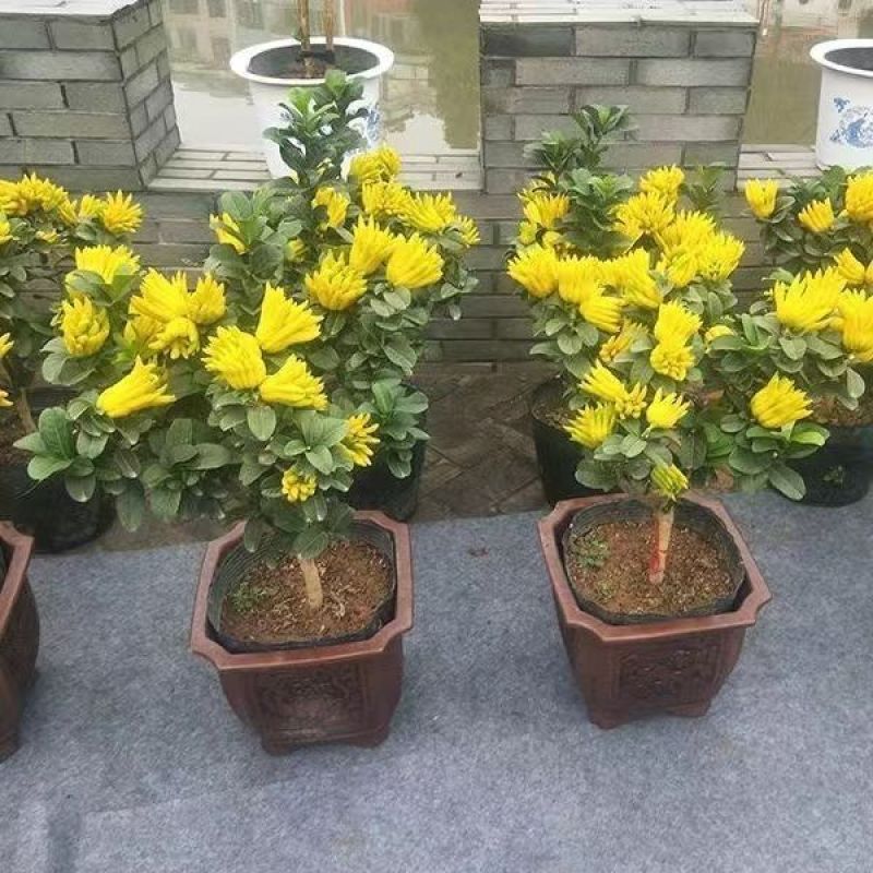 金佛手树苗盆栽柠檬果树四常青佛手柑当年结果阳台盆栽