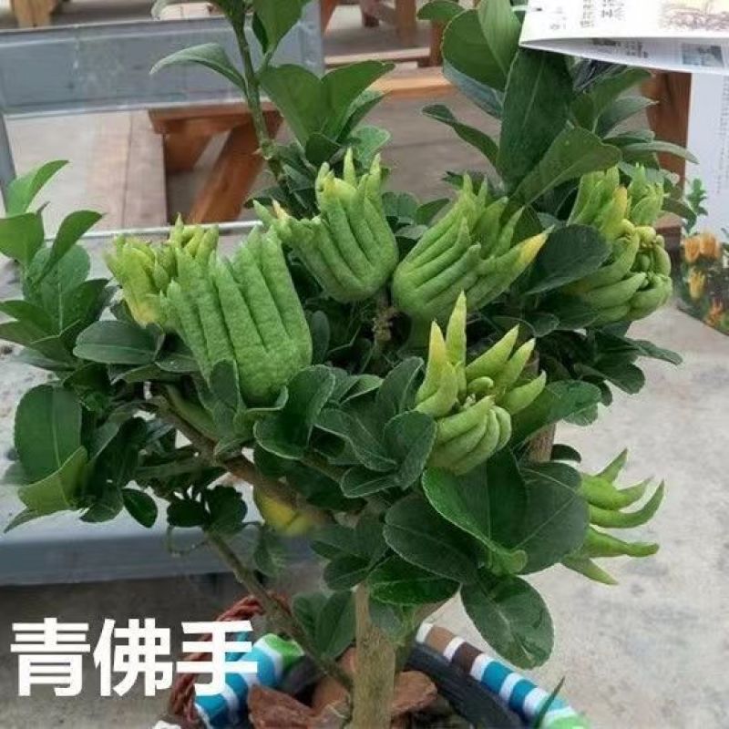 金佛手树苗盆栽柠檬果树四常青佛手柑当年结果阳台盆栽