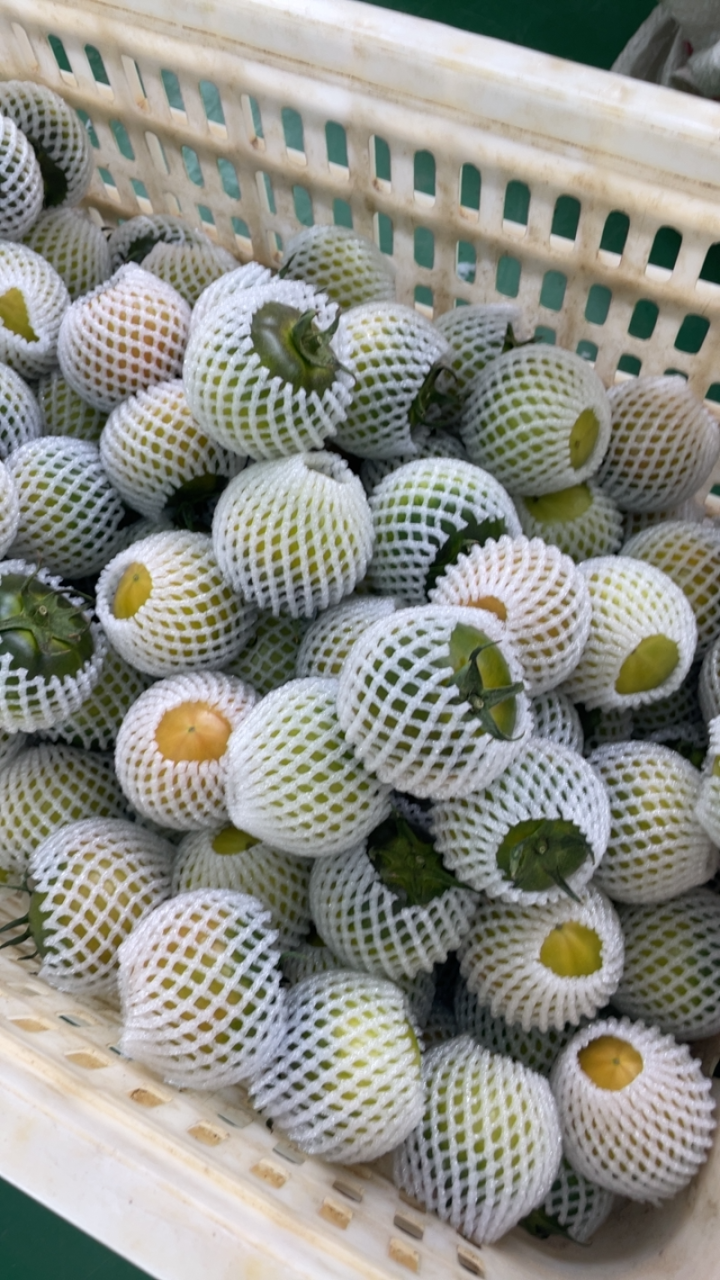 盘锦碱地柿子