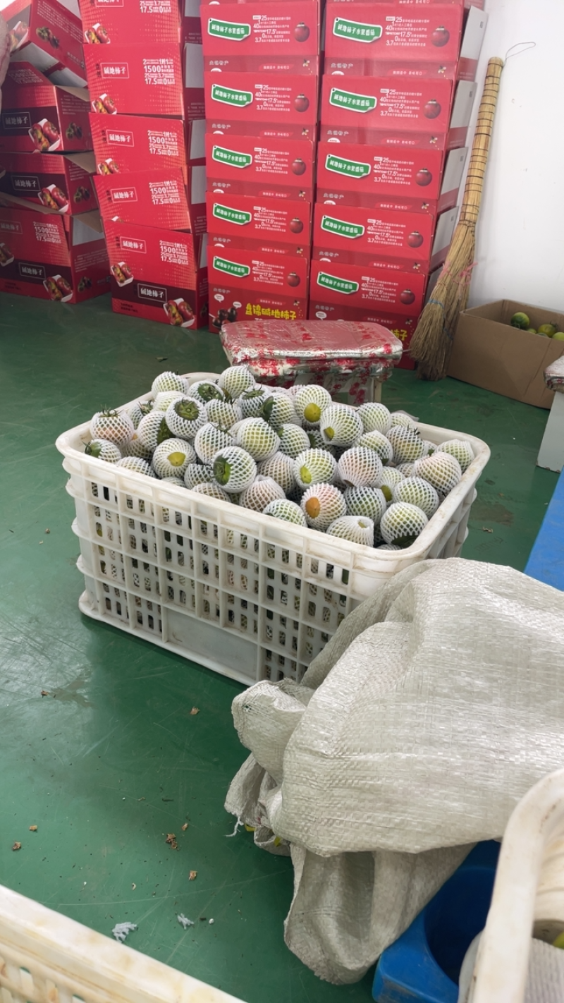 盘锦碱地柿子