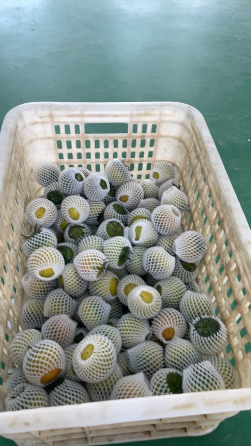 盘锦碱地柿子